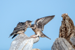 Purple Martin